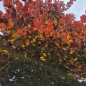 Fagus sylvatica 'Atropunicea' - 1