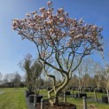 Magnolia 'Soulangeana' - Foto 1