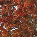 Acer palmatum 'Bloodgood' - Foto 2