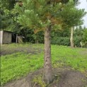Sequoiadendron giganteum - 2