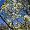 Pyus calleryana 'Chanticleer' - 2
