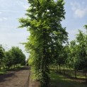 Fagus sylvatica - Foto 2