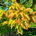 Acer Triflorum - Foto 4