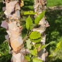 Betula nigra - Foto 7