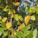Betula nigra - Foto 6
