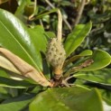 Magnolia grandiflora 'Galissonnière' - 3