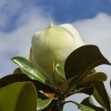 Magnolia grandiflora 'Galissonnière' - 4