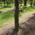 Fagus sylvatica 'Atropunicea' - blad in de schaduw kleurt naar groen