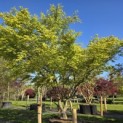 Acer palmatum - 1