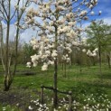 Magnolia soulangeana 'Manchu Fan' - 1