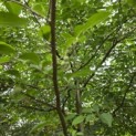 Styrax japonicus - 2