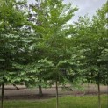 Styrax japonicus - 1