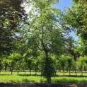 Fagus sylvatica - 1