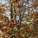 Fagus sylvatica - 2