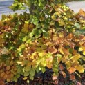 Fagus sylvatica - 4