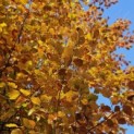 Fagus sylvatica - 3