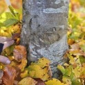 Fagus sylvatica - 5