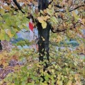 Fagus sylvatica 'Atropunicea' - nov 2025