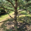 Pinus sylvestris - Foto 3