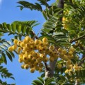 Sorbus 'Joseph Rock' - 1
