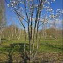 Magnolia loebneri 'Merrill' - 3