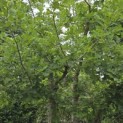 Quercus robur - 4