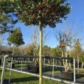 Ilex 'Nellie R. Stevens' - 8