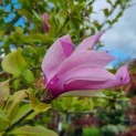 Magnolia 'Susan' - Afbeelding 3