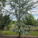 Cedrus libani 'Glauca' - 4