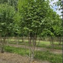 Cornus Mas - 2