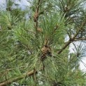 Pinus sylvestris - Foto 6