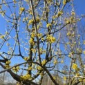 Cornus mas - 1
