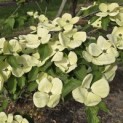 Cornus kousa 'Venus' - 3
