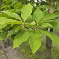 Magnolia soulangeana 'Manchu Fan' - 3