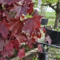 Acer platanoides 'Royal Red' - Foto 1