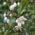 Styrax japonicus - impressie bloei in mei