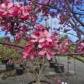 Malus toringo - 8