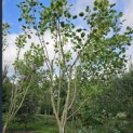 Liriodendron tulipifera 'Aureomarginatum' - gesnoeide kroon zomer 2025