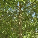 Quercus Palustris - 5