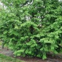 Metasequoia glyptostroboides - Afbeelding 3