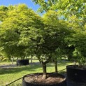 Acer palmatum 'Dissectum' - 1