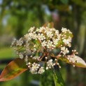 Photinia fraseri 'Red Robin' - 1