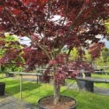 Acer palmatum 'Bloodgood' - 6