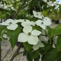 Cornus kousa 'Schmetterling' - Foto 1