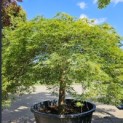 Acer palmatum 'Dissectum' - Foto 6