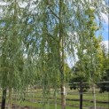 Salix x sepulcralis 'Chrysocoma' - Foto 3