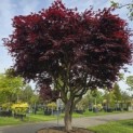 Acer palmatum 'Bloodgood' - 6