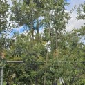 Quercus ilex - 6