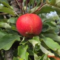 Malus domestica 'Elstar' - 6