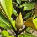 Magnolia grandiflora 'Goliath' - 6